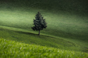 Lonely tree in a meadow, conifer, green, meadow, landscape Lonely tree in a meadow, conifer, green, meadow, landscape